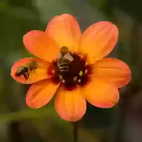 Good for Pollinators